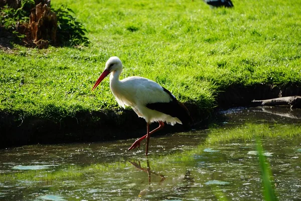 White Stork Pond Green Grass Background — Stock Photo, Image