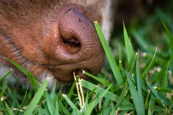 Tiro Foco Seletivo Rosto Cão Marrom Natureza Perfeito Para Fundo — Fotografia de Stock