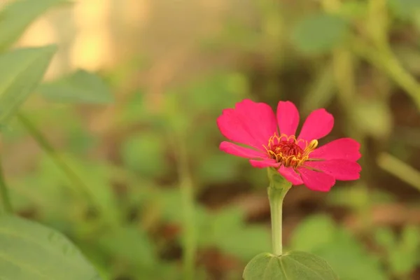 他の植物の後ろの狭い葉の亜鉛の花のクローズアップショット — ストック写真