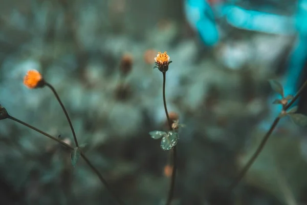 Botões Flores Amarelas Jardim — Fotografia de Stock