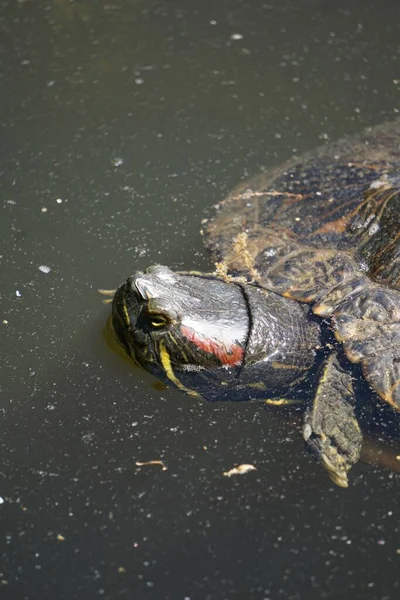 Gros Plan Une Tortue Nageant Dans Lac Parfait Pour Arrière — Photo