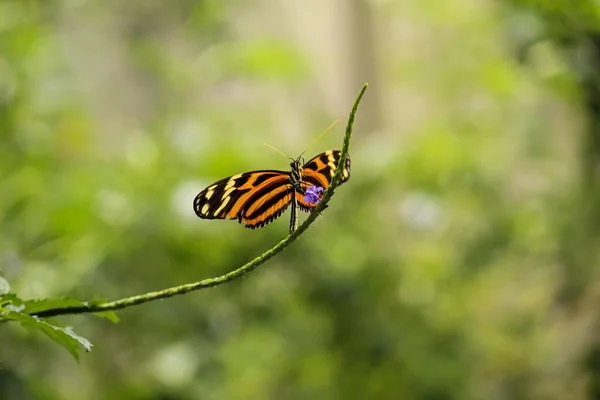 Eine Schöne Aufnahme Mit Flachem Fokus Eines Isabella Longwing Schmetterlings — Stockfoto