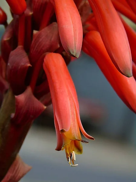 Sebuah Gambar Vertikal Dari Bunga Honeysuckle Karang — Stok Foto