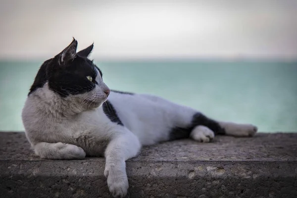 Kıyıya Yakın Bir Kayanın Üzerinde Dinlenen Siyah Beyaz Bir Kedi — Stok fotoğraf