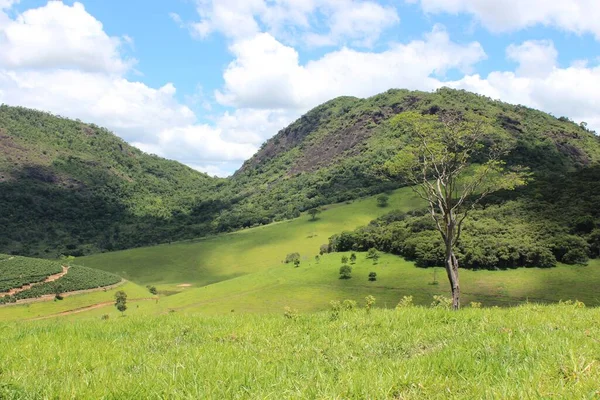 Primo Piano Campo Verde Montagnoso Con Alberi Casuali Perfetto Sfondo — Foto Stock