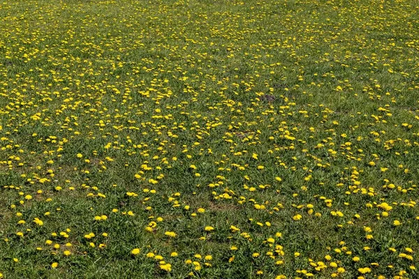 Eine Schöne Landschaft Aus Grünem Feld Mit Gelben Löwenzahnblüten — Stockfoto