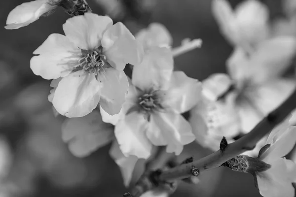 Colpo Scala Grigi Fiori Mandorlo Albero — Foto Stock