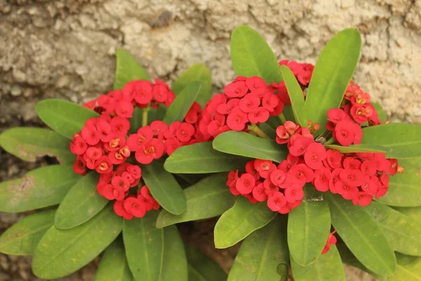 Primo Piano Della Corona Rossa Fiori Spine — Foto Stock