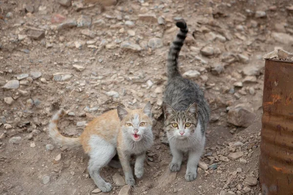 地面に座っている愛らしい猫の選択的フォーカスショット — ストック写真