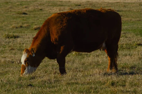 Grande Vache Brune Aux Motifs Blancs Broutant Sur Herbe Dans — Photo