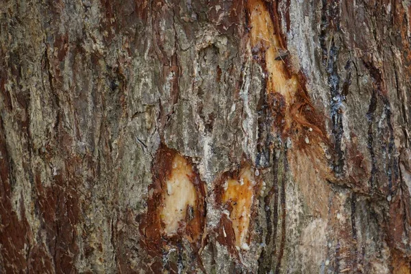 Superfície Áspera Tronco Árvore Danificado Perfeito Para Fundo — Fotografia de Stock