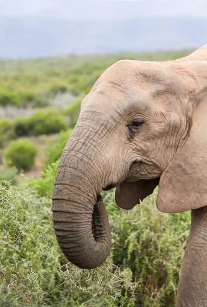 Вертикальный Портрет Красивого Африканского Слона Поле — стоковое фото
