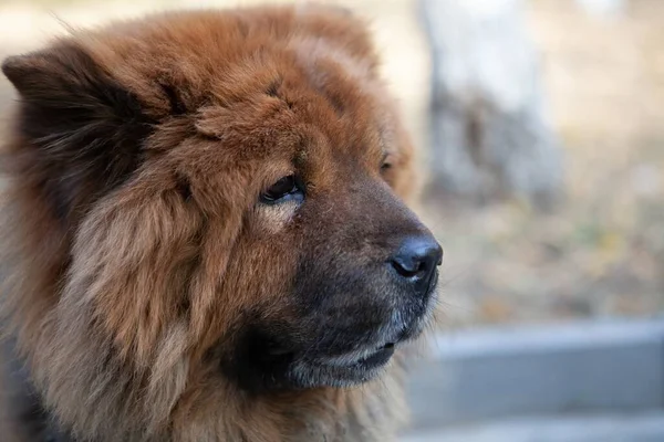 Een Selectieve Focus Shot Van Een Schattige Pup Een Wazige — Stockfoto