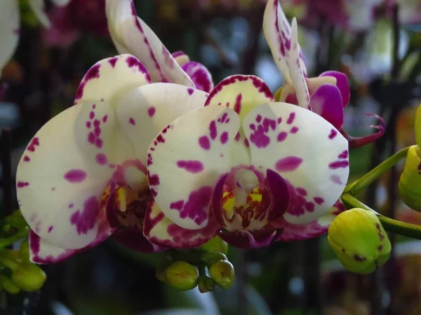 Tiro Close Dois Orchids Brancos Florescendo Com Pontos Rosa Escuros — Fotografia de Stock
