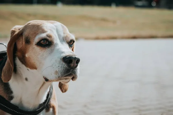 Primer Plano Hermoso Perro Doméstico Sentado Frente Parque Con Una — Foto de Stock