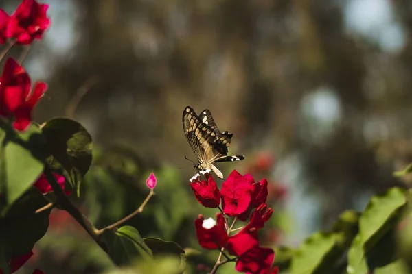 Parkta Kırmızı Begonvil Çiçeklerinden Nektar Toplayan Siyah Beyaz Bir Kelebek — Stok fotoğraf