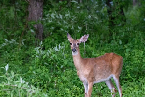 Een Prachtig Shot Van Een Europees Ree Hert Een Veld — Stockfoto