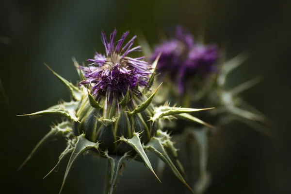 Eine Selektive Fokusaufnahme Einer Knospe Lila Blume Mit Ihren Scharfen — Stockfoto