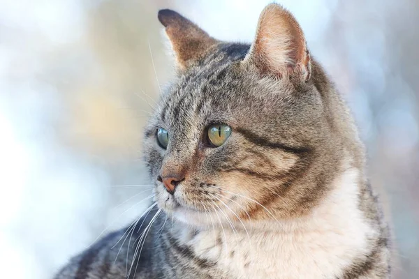 Egy Macska Fejének Közelsége Homályos Háttér Mögött — Stock Fotó