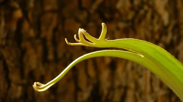 Gros Plan Horizontal Une Plante Verte Sur Fond Écorce Arbre — Photo