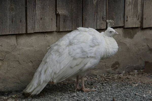 Primer Plano Pavo Real Blanco — Foto de Stock