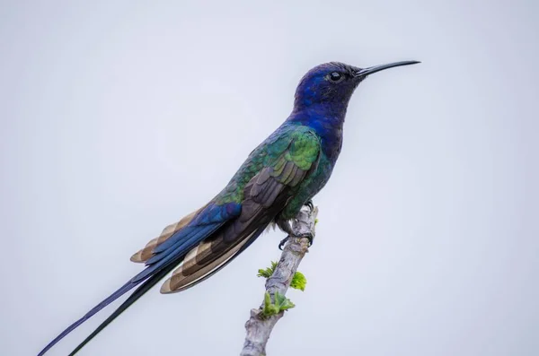 Beau Gros Plan Colibri Queue Hirondelle Coloré Sur Une Branche — Photo