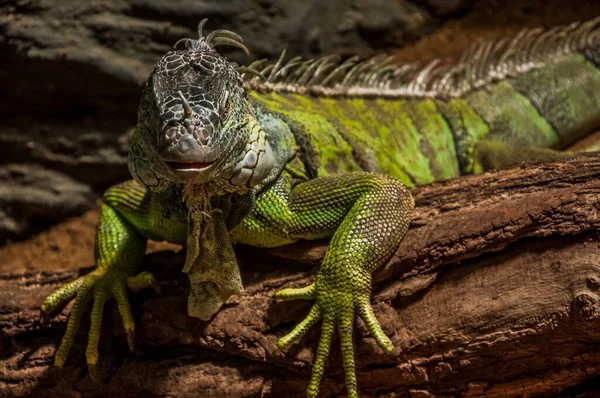 Gros Plan Iguane Vert Sur Bois — Photo