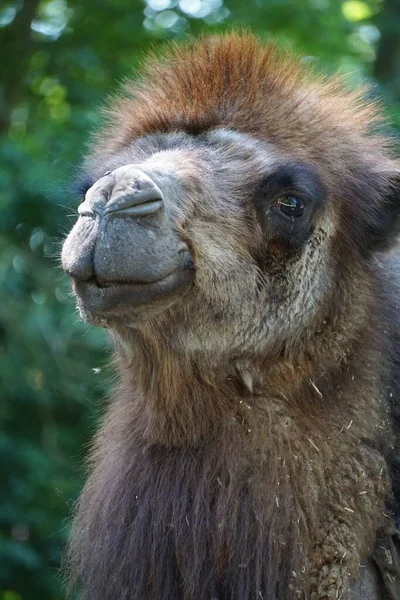Eine Vertikale Aufnahme Eines Kamels Mit Grünen Blättern Auf Dem — Stockfoto
