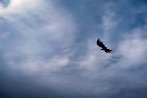 Een Silhouet Opname Van Een Vogel Vliegend Blauwe Lucht Met — Stockfoto