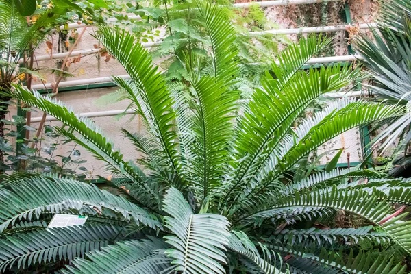 Een Close Shot Van Een Varens Plant Genaamd Broodpalm — Stockfoto