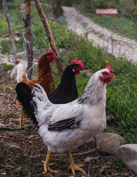 Tiro Vertical Tres Pollos Pie Frente Una Cerca Eslabones Cadena — Foto de Stock