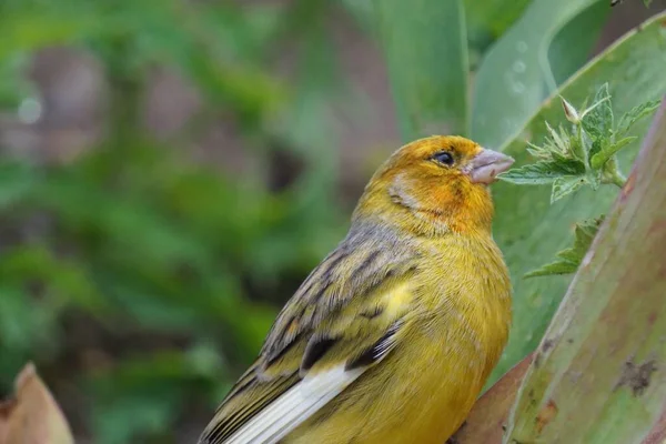 Une Prise Vue Sélective Canari Jaune Dans Nature — Photo