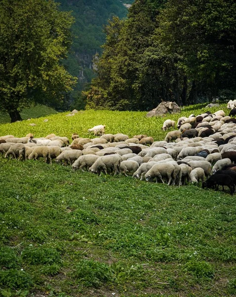 Het Vee Grazen Groene Velden — Stockfoto