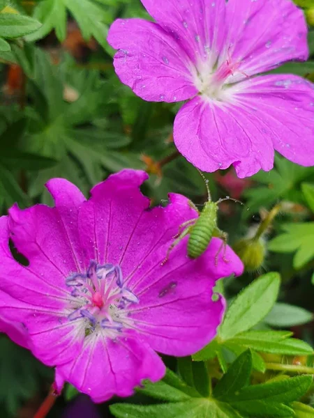 花弁の上に座っている小さな緑の虫の垂直閉鎖ショット二つのピンクの血のゼラニウムの花 — ストック写真