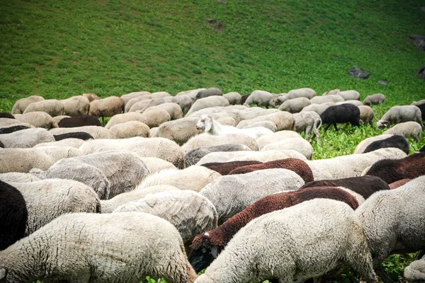 緑の野の羊の放牧 — ストック写真