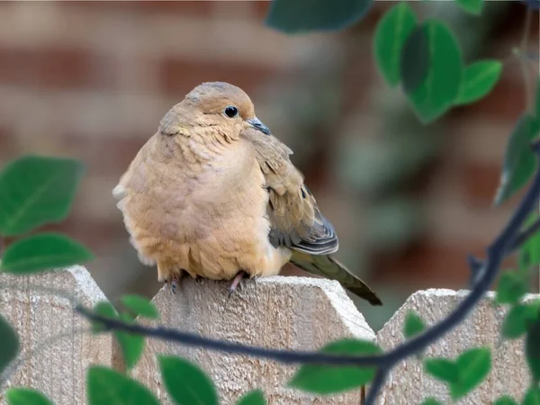 Gros Plan Moineau Sur Une Clôture Bois — Photo