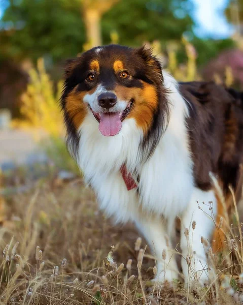 Vertikal Grund Fokus Skott Australisk Herde Hund Solig Dag — Stockfoto