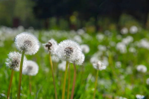 Вибірковий Фокус Стрічки Пухнастої Білої Кульбаби Квіти Насінням — стокове фото