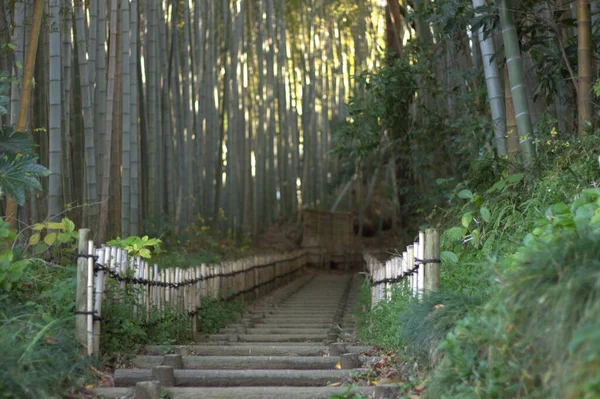 Uma Passarela Madeira Atravessando Árvores Bambu — Fotografia de Stock