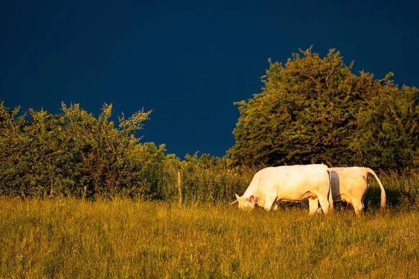 日光の下で放牧中の白い牛の写真 — ストック写真