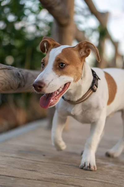 Eine Vertikale Nahaufnahme Eines Weißen Hundes Mit Hellbraunen Flecken Beim — Stockfoto