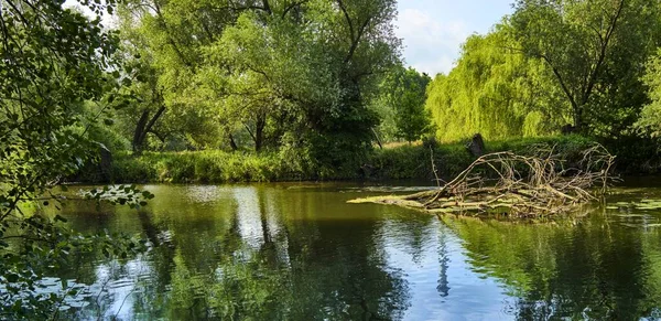 川の木々の反射の美しいショット — ストック写真