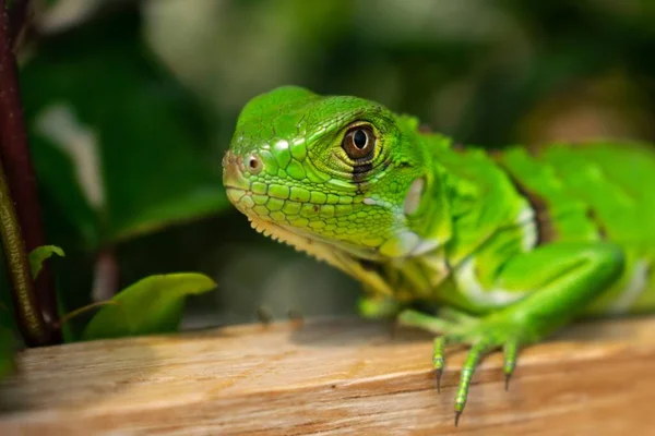 Eine Nahaufnahme Eines Grünen Leguans Mit Grünen Blättern Auf Dem — Stockfoto