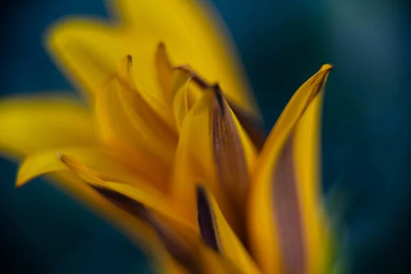 Tiro Macro Uma Flor Lírio Amarelo — Fotografia de Stock