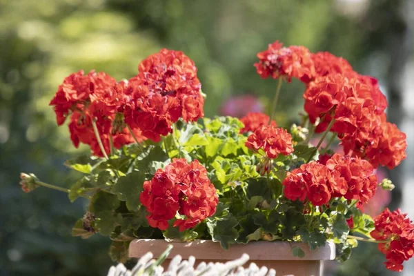 Enfoque Selectivo Hermosas Flores Rojas Pelargonium Una Olla — Foto de Stock