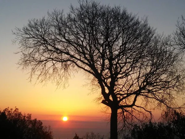 Krásný Snímek Suché Siluety Stromu Oranžovém Pozadí Západu Slunce — Stock fotografie