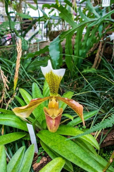 A vertical shot of a pitcher plant hybrid