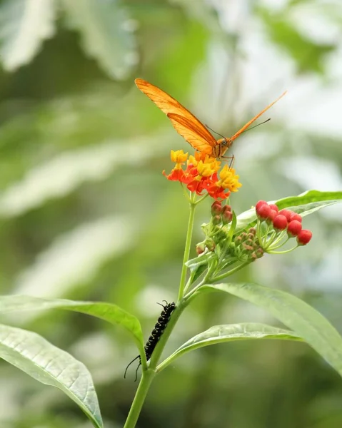Una Toma Vertical Enfoque Superficial Una Mariposa Julia Alimentándose Pequeñas — Foto de Stock