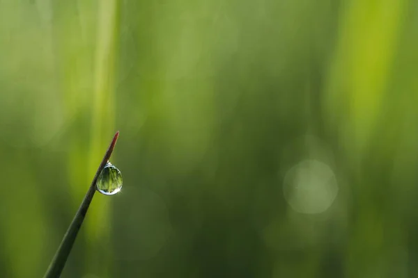 Ytlig Fokus Närbild Skott Droppe Dagg Gräset — Stockfoto