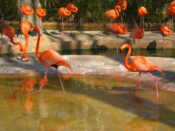 Солнечный Пейзаж Оранжевых Фламинго Зоопарке — стоковое фото